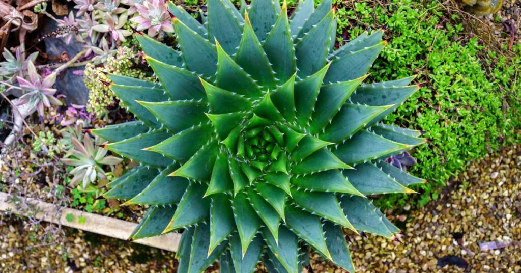 aloe polyphylla – aloes spiralny 1