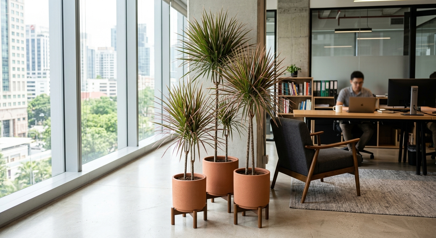 Trzy draceny marginata o różnej wysokości tworzące kompozycję w nowoczesnym biurze, cienkie pnie zakończone parasolami liści
